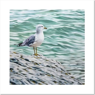 The Philosopher - Ring Billed Gull print Posters and Art